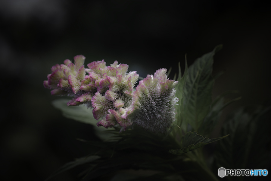 DSC06389 秋近し鶏頭映える