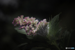 DSC06389 秋近し鶏頭映える