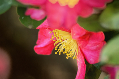 DSC09926.横顔の山茶花 jpg