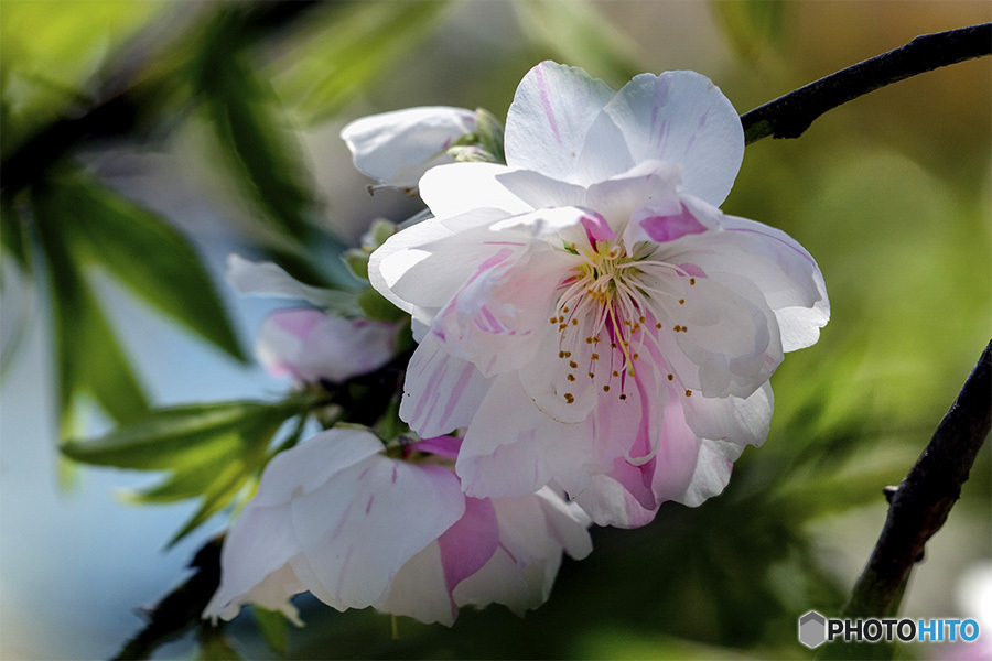 DSC00294 桃の花-2