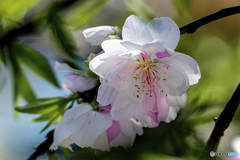 DSC00294 桃の花-2