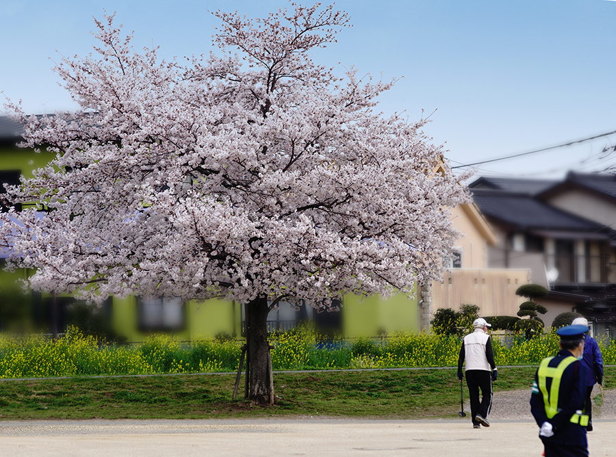 DSC05666-1 公園春もよう