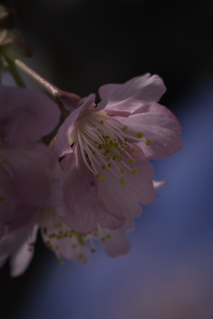 DSC04107 一人輝く　