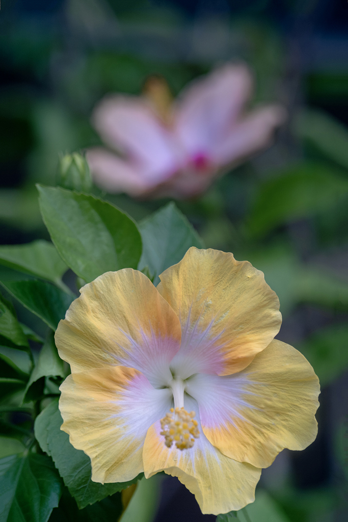 DSC02274. 夏の思い出. 
