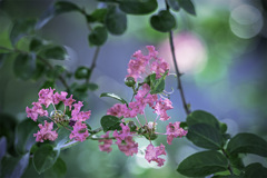 DSC01280 サルスベリ-14