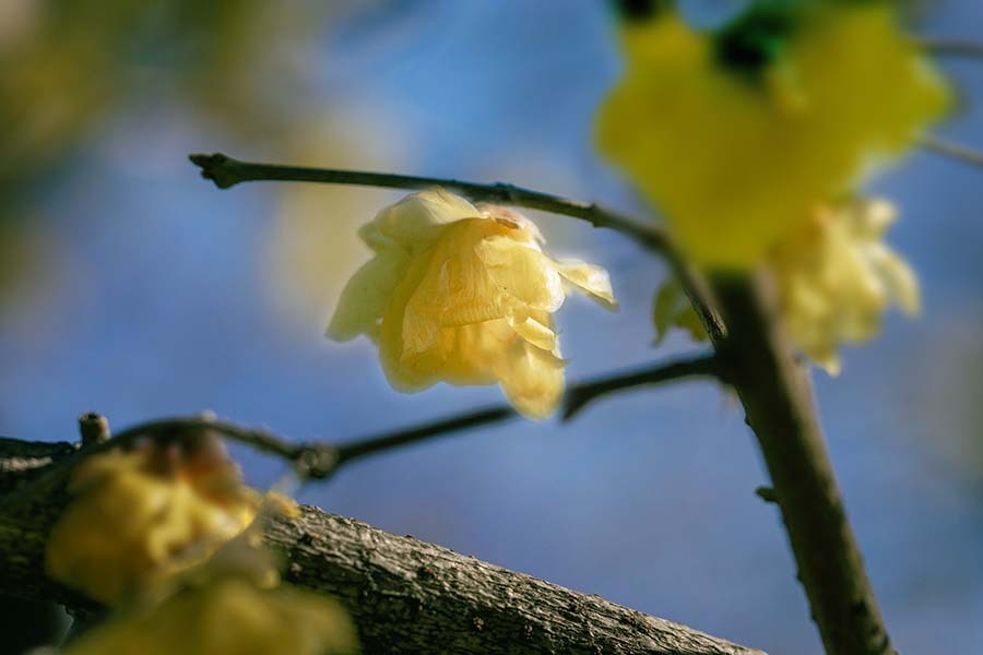 華やぐ　DSC09874