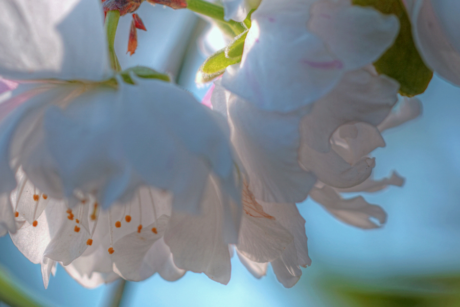 _朝日の中の桃の花.