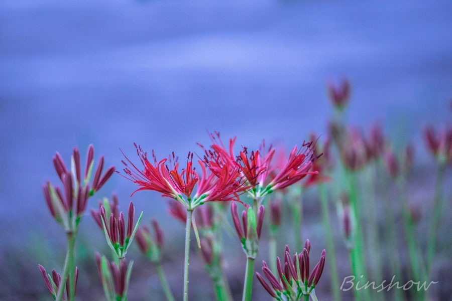 DSC02057　散歩道の彼岸花-2