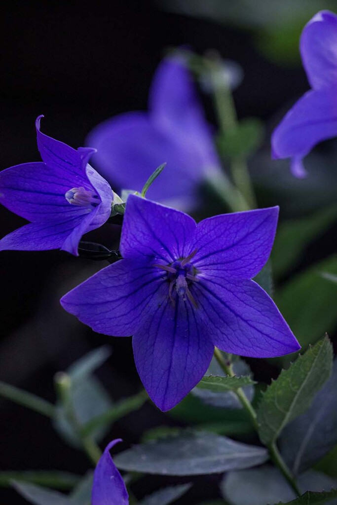 DSC05479. 朝の桔梗