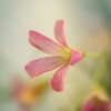 DSC09880. カタバミの花