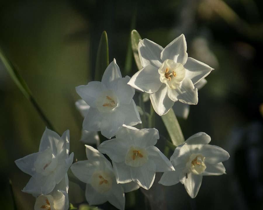 DSC00682　野辺に咲く水仙