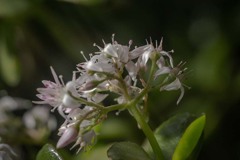 DSC01892 カネノナルキ-1