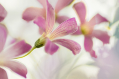 DSC09836. 窓辺の花