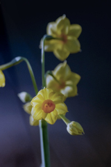 DSC06084 伊豆の水仙