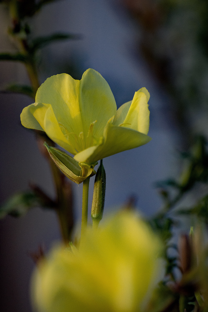 昼のこともう過去となる月見草　　星野　椿