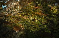 DSC05650　木の橋の匠