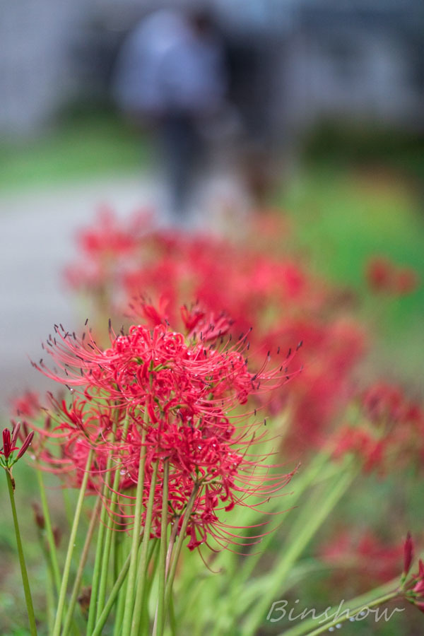 DSC02047 散歩道の彼岸花-1
