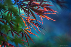 DSC04514-紅葉十二番