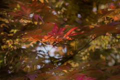 ゆめいろ初夏の紅葉