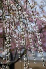 DSC08044. 陽春