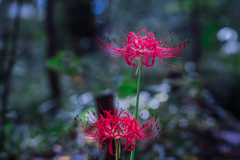 DSC02090-森の彼岸花-8