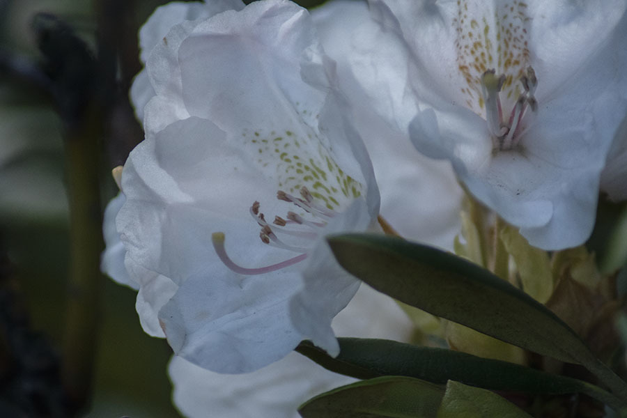 DSC02074 白い石楠花