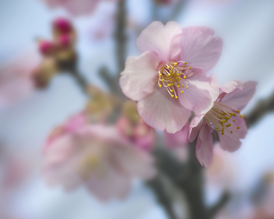 DSC07474  河津桜