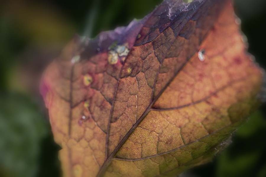 DSC09394. 雑草の紅葉