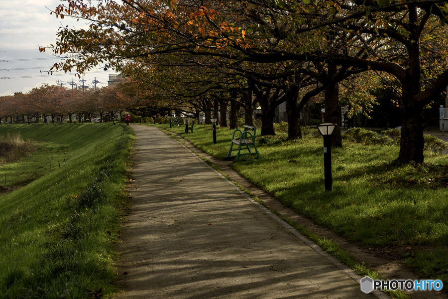DSC00498 紅葉の始まった散歩道
