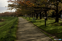 DSC00498 紅葉の始まった散歩道