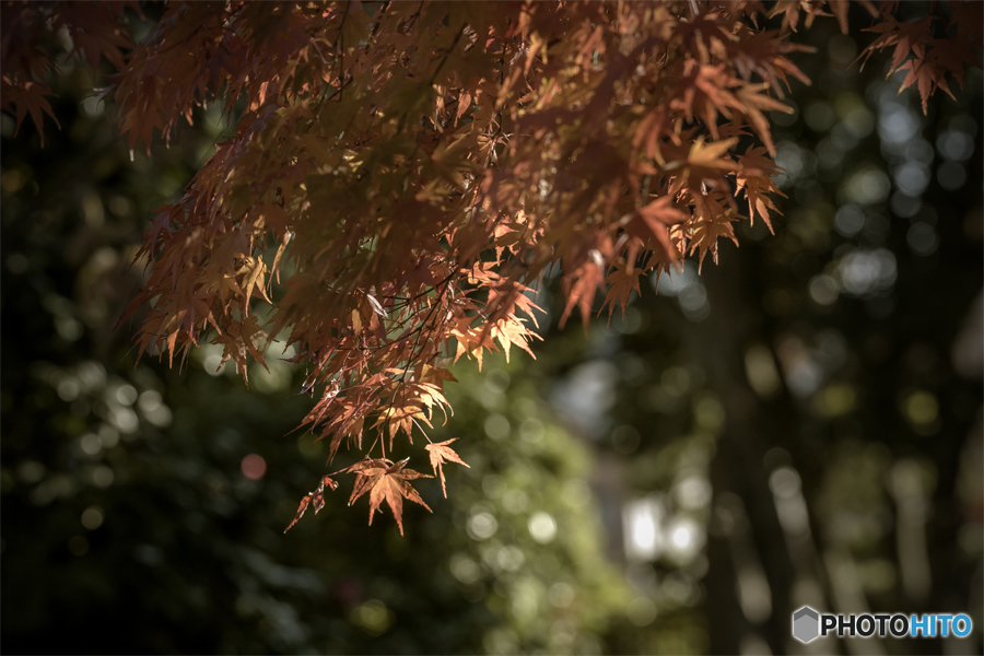 DSC02782 花田苑の紅葉.　jpg