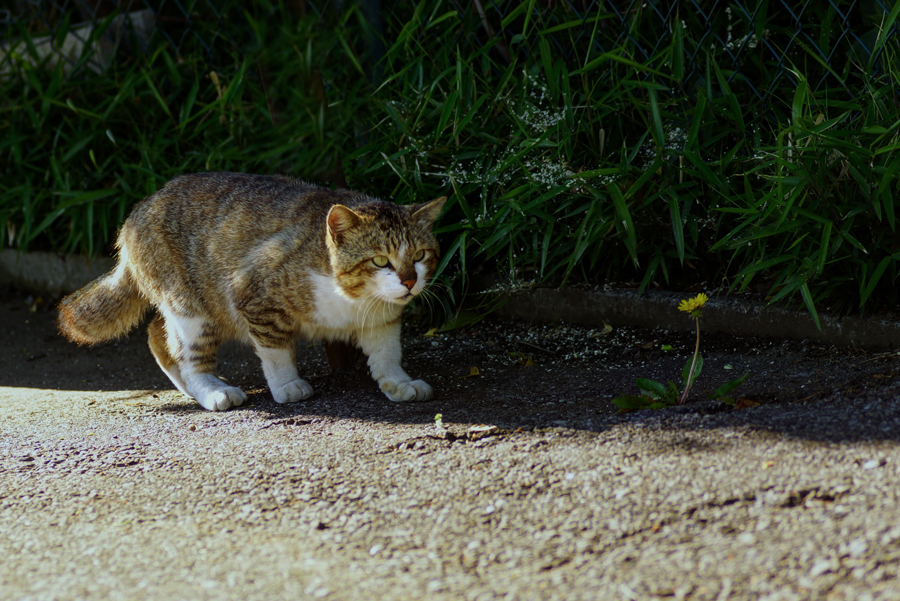 花は大切、猫は知っていた