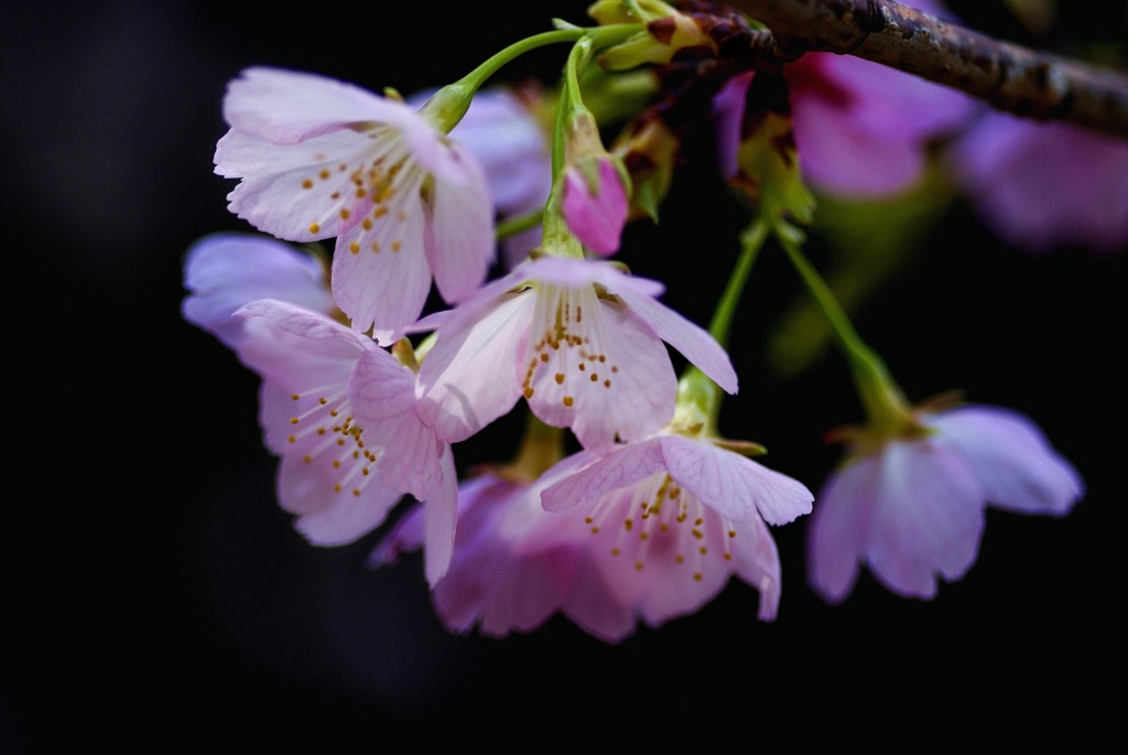 DSC00100-3  安行桜