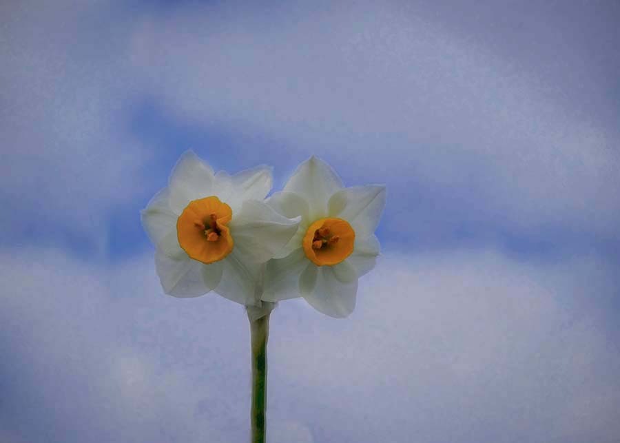 河川敷のデュオ 　　P1060039