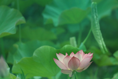 DSC09203 foggy morning 