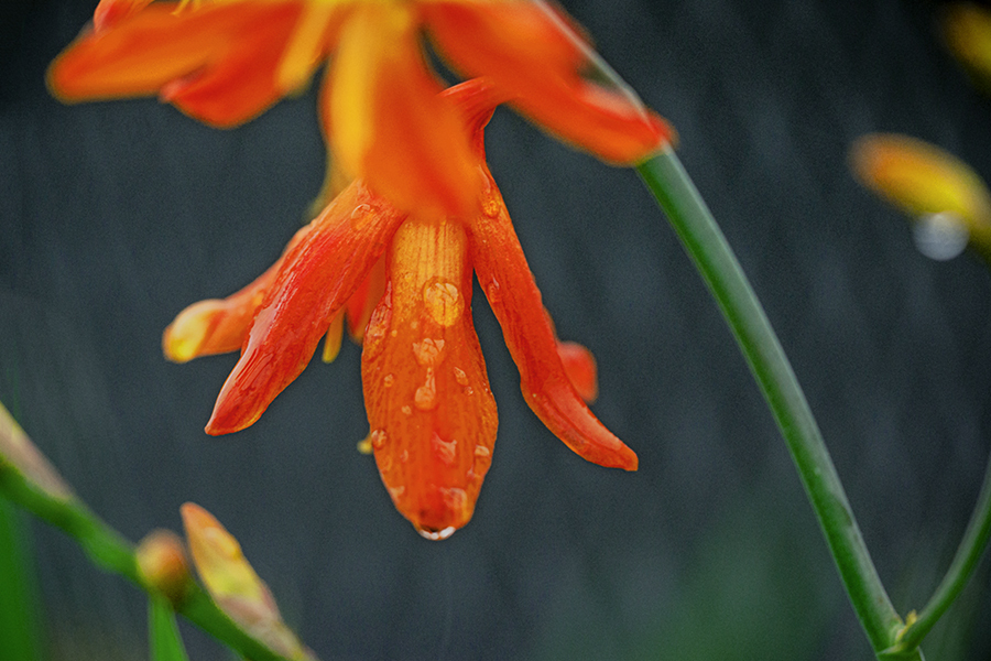 DSC09045. 雨は化粧水