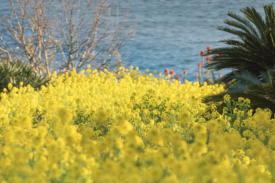 DSC06123. 磯辺の菜の花畑