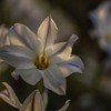 DSC03027 野辺でほんのり
