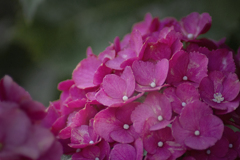 DSC03149 六月の華-1