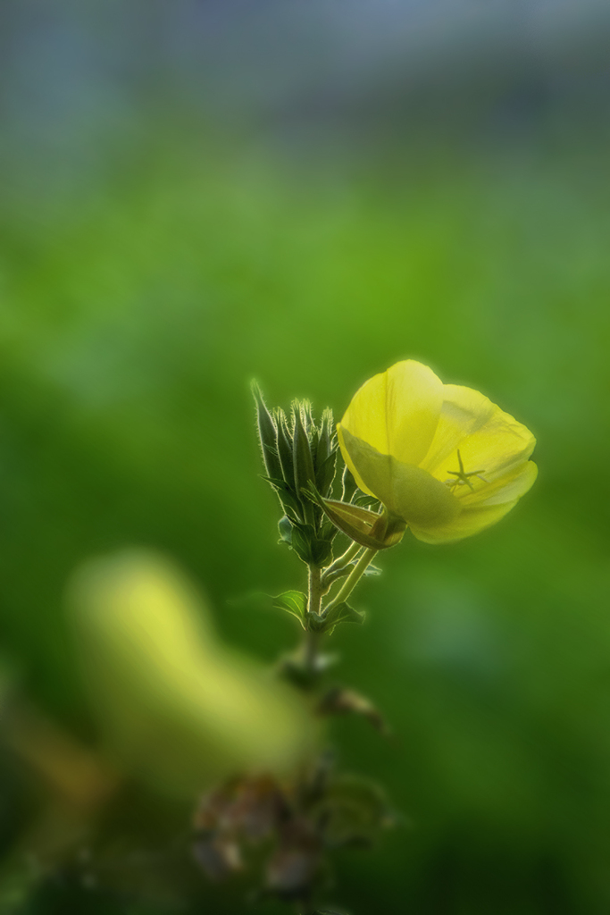 DSC00122  月見草の咲く丘にて