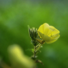 DSC00122  月見草の咲く丘にて