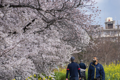 DSC05642 行き交う桜尋ね人