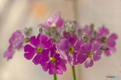 DSC03169-サクラソウ-3