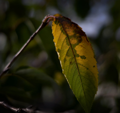 Autumn leaves.