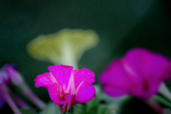 DSC02447. オシロイバナ