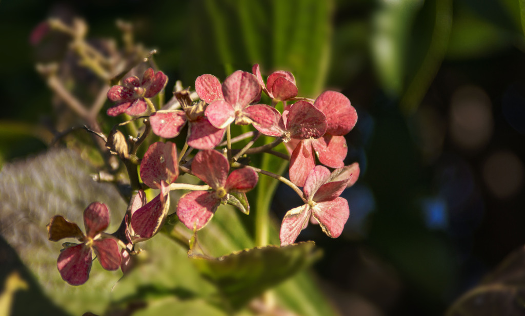 語り合う　DSC01025