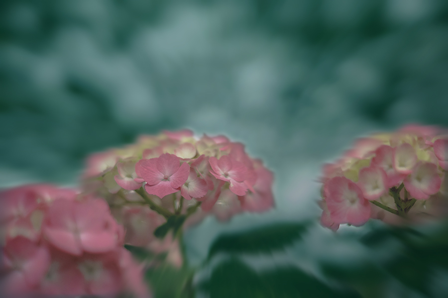 DSC06676.  命短し恋せよ乙女