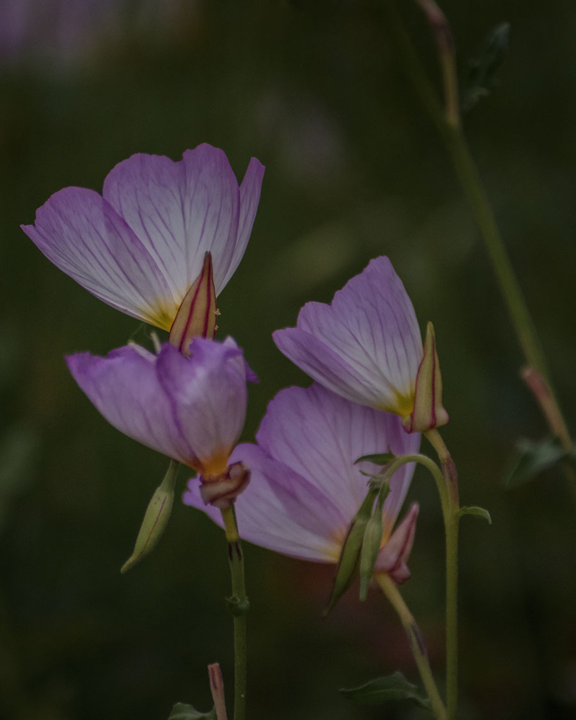 DSC02044. 寄り添う