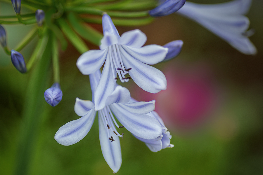 DSC08915. A  水無月の華麗