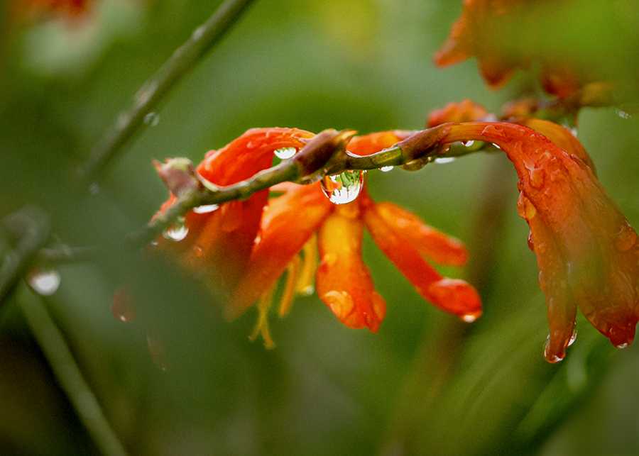 DSC09077. 雨水の妙